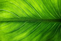 Green IT : les métiers de demain pour un avenir durable