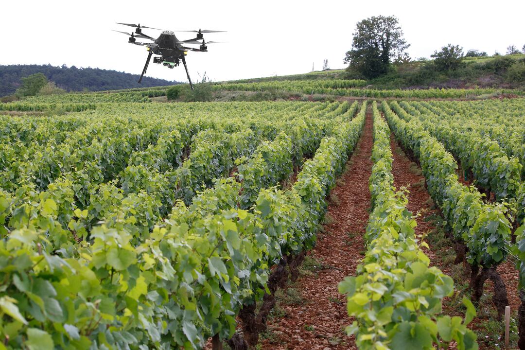 Grâce à la modélisation 3D, Scanopy augmente le rendement des vignes et ...