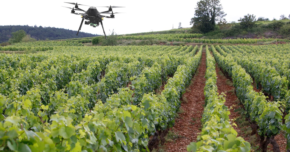 Grâce à la modélisation 3D, Scanopy augmente le rendement des vignes et ...